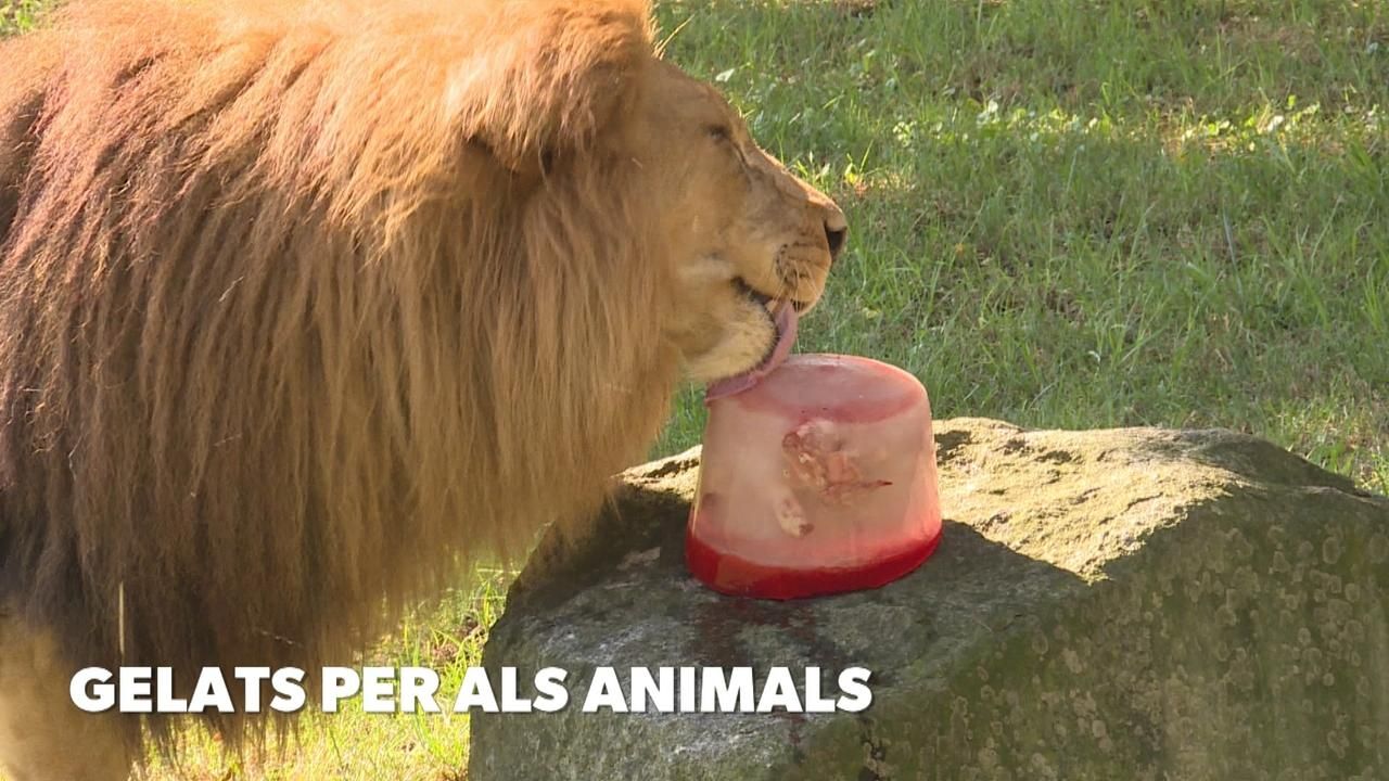 Gelats per als animals del Bioparc