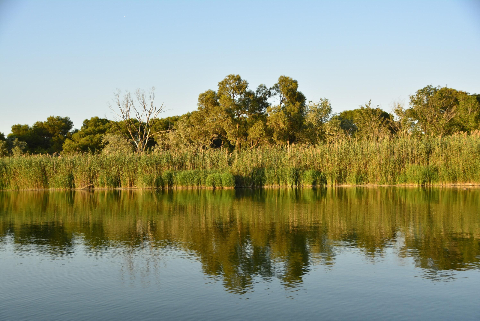 L'Albufera de València