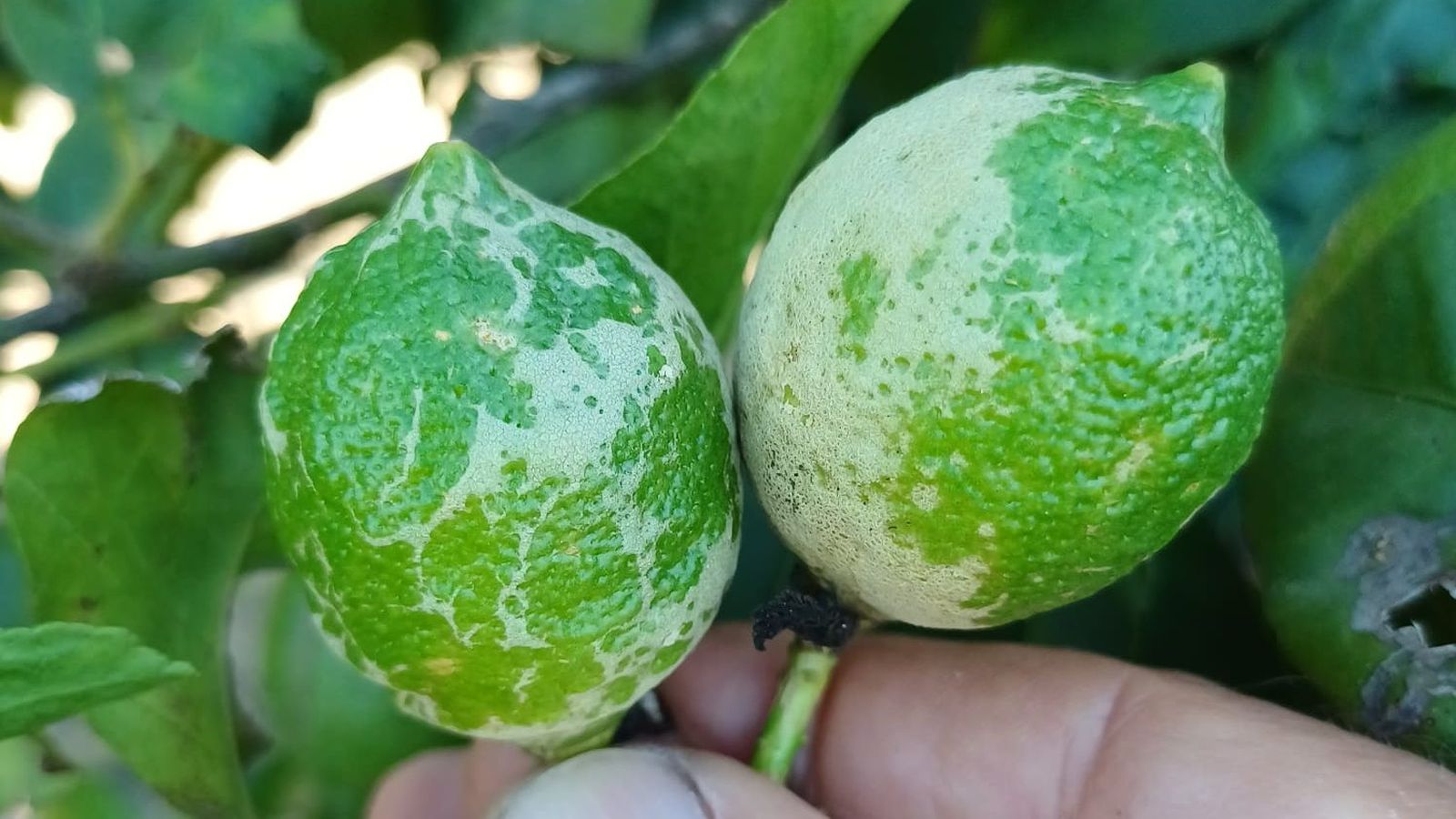 Llimes afectades pel trips sudafricà a Alacant