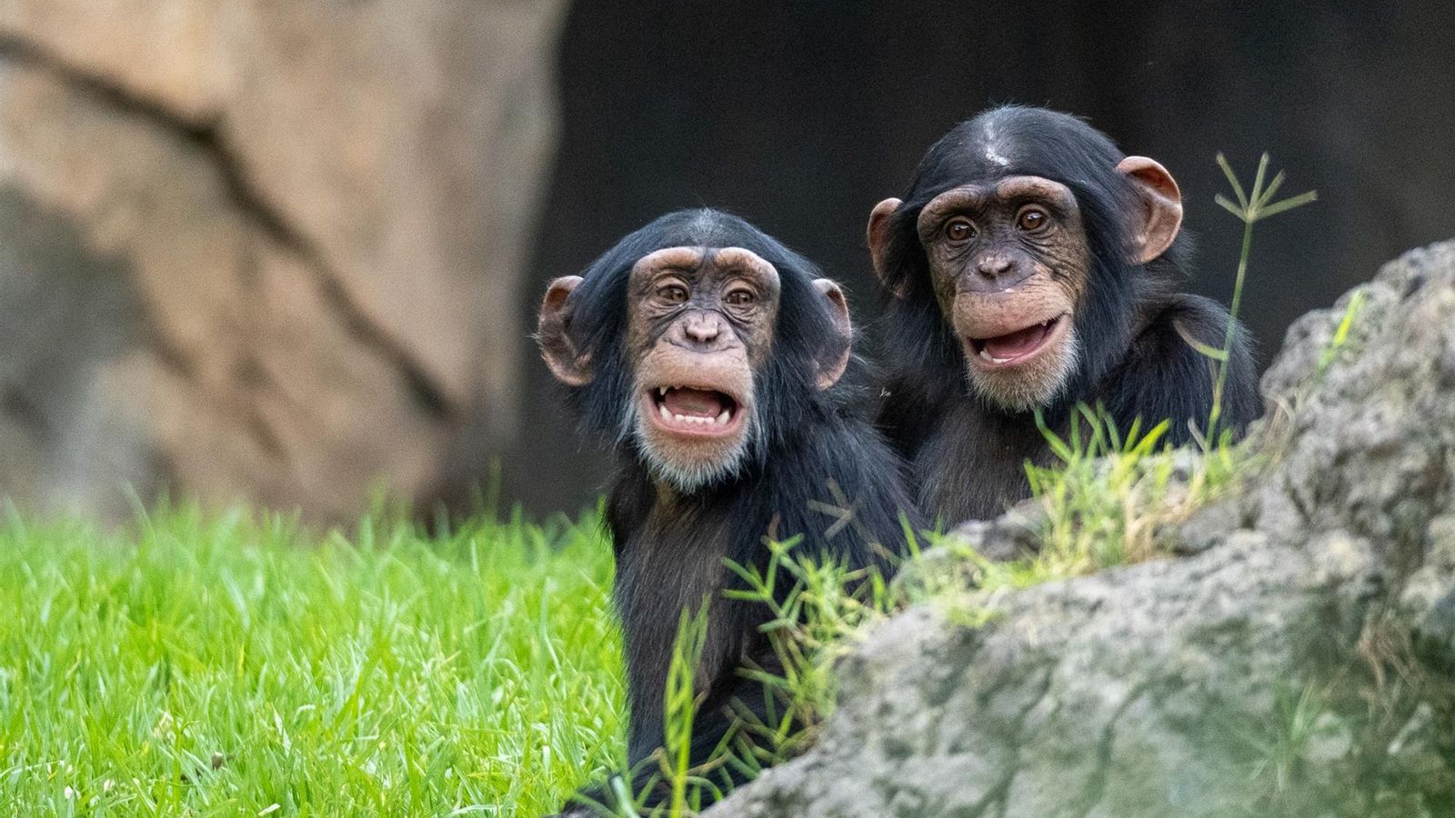 Coco i el seu germanastre Djibril, ximpanzés del Bioparc de València