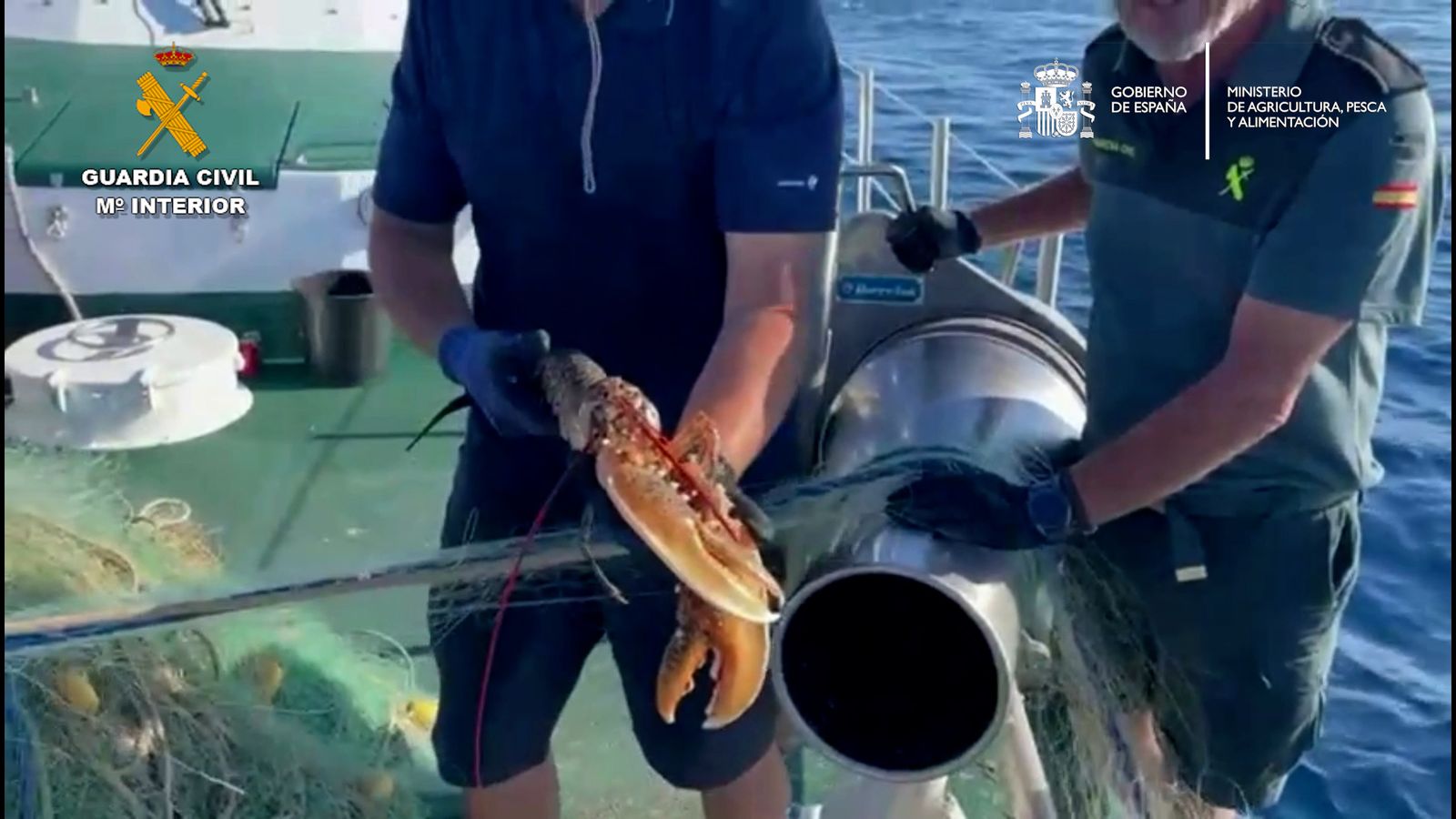 Una de les espècies atrapades en les xàrcies i que es va tornar al seu hàbitat natural