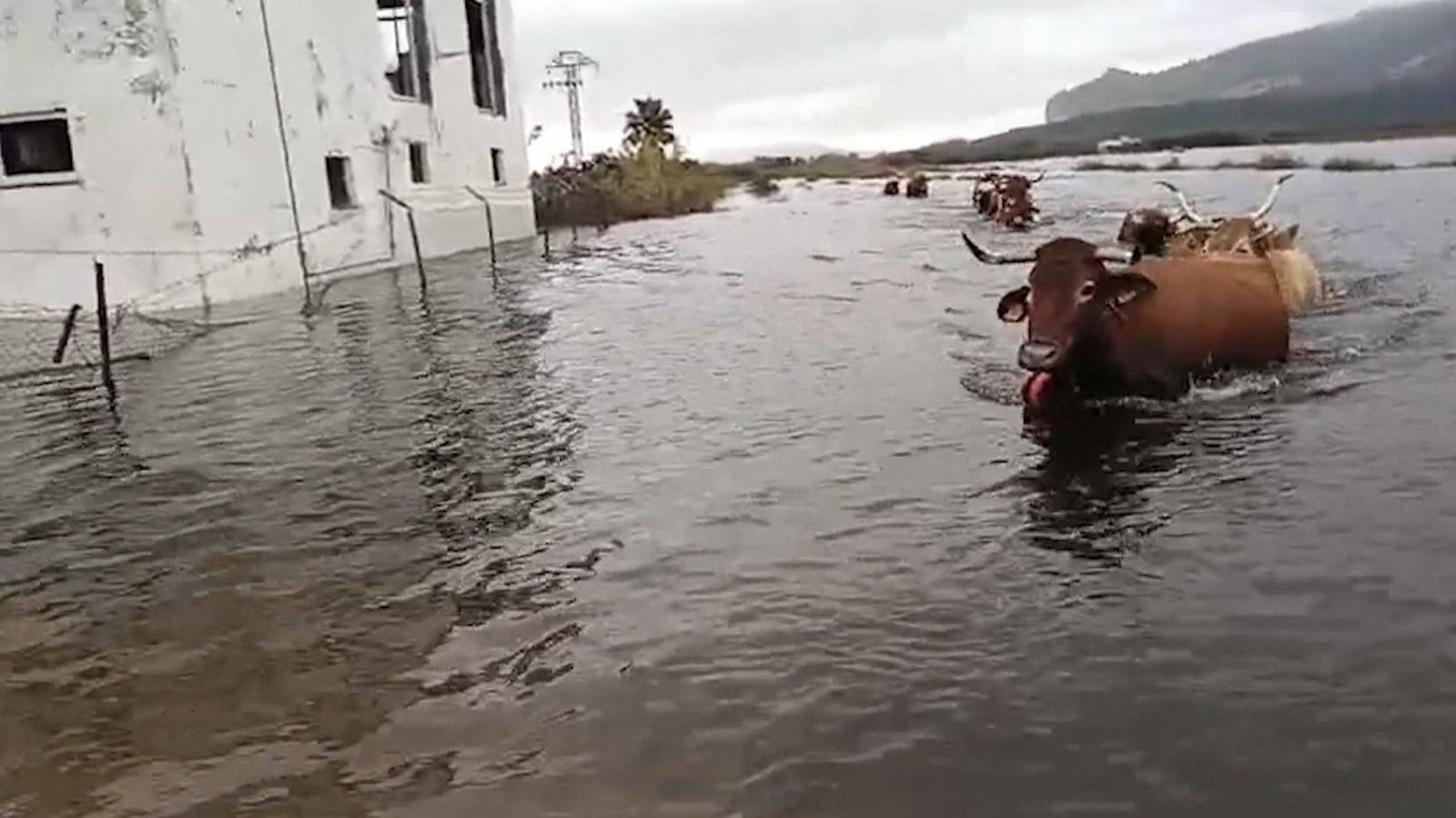 Vaques intenten caminar per una explotació negada després de les inundacions causades per Adam