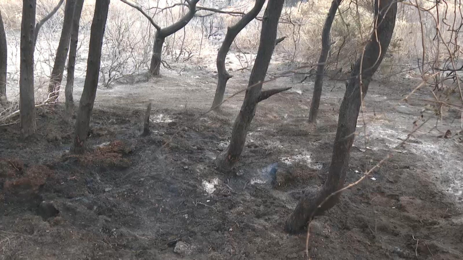 Zona cremada per l'últim incendi declarat en la Devesa del Saler