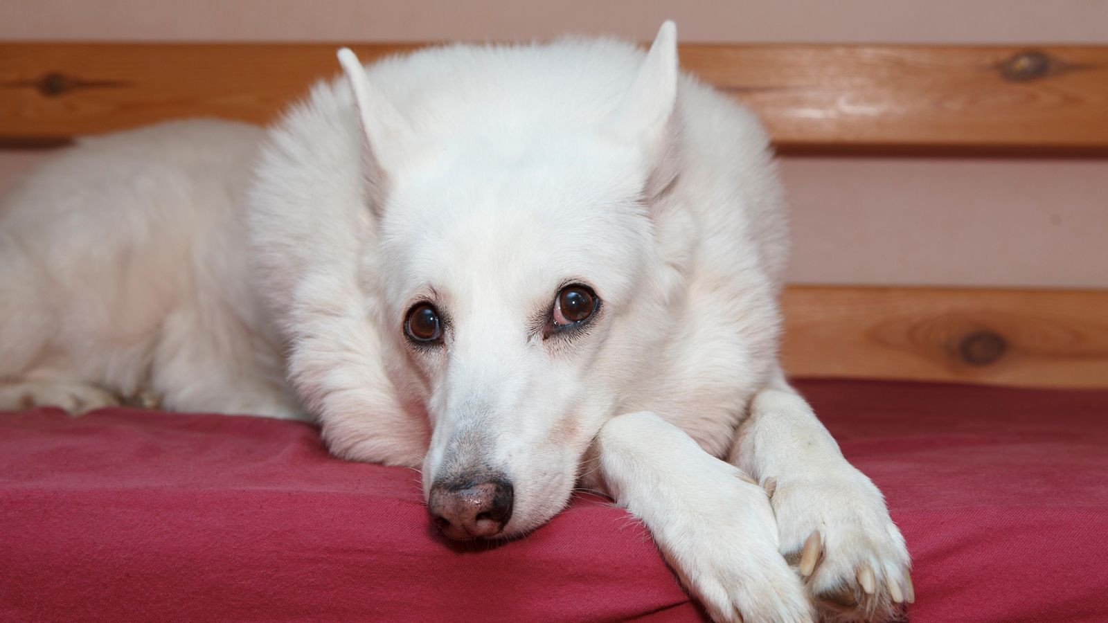 Un gos, en una imatge d'arxiu