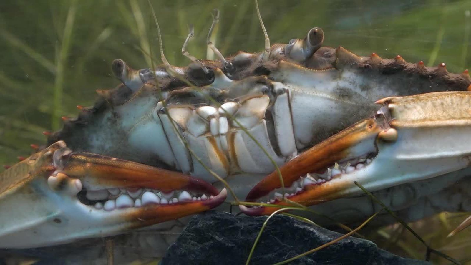 06.09.2018 | El cranc blau