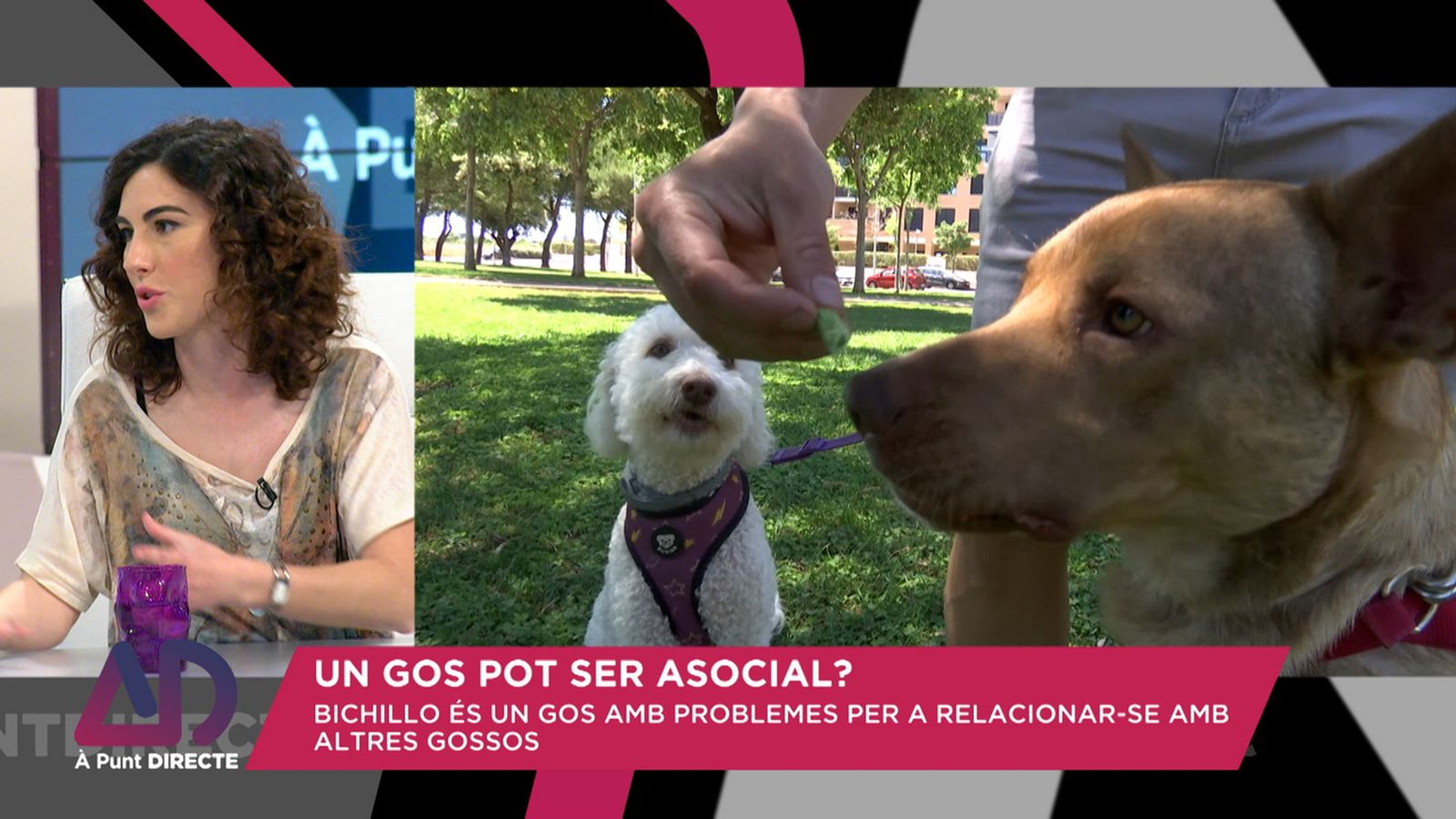 Gossos asocials