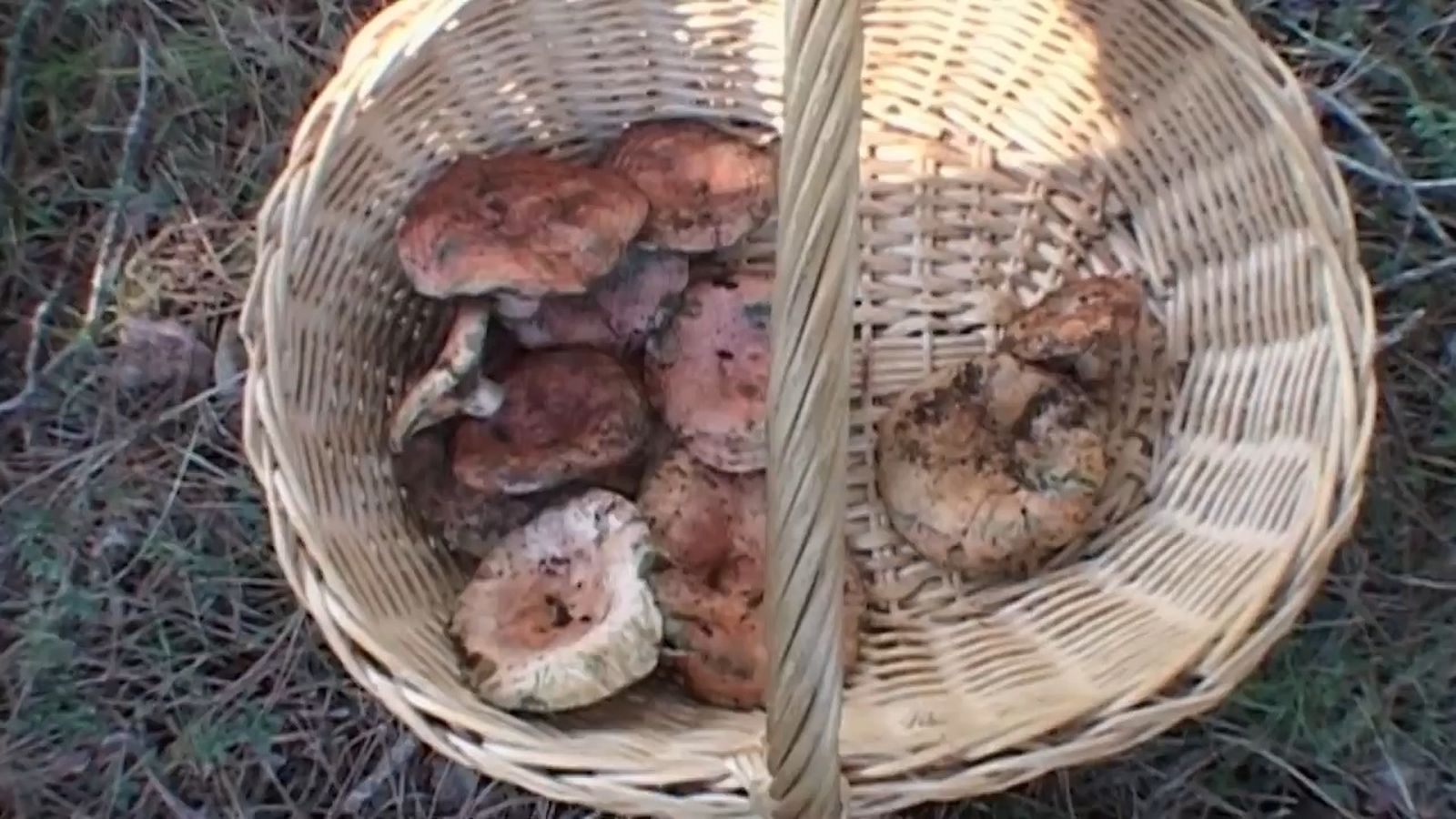 Ave, boletus