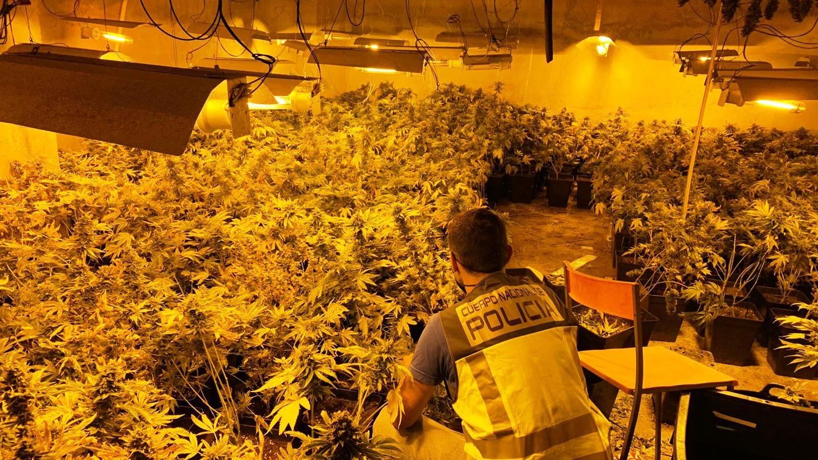 Laboratori de cultiu 'indoor' de marihuana desmantellat a Gandia