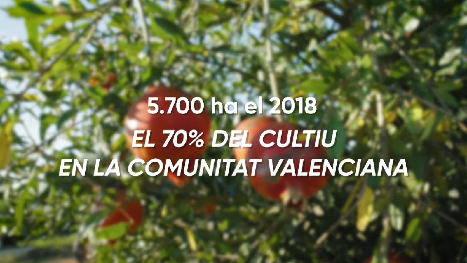 El 70% del cultiu d'aquesta fruita es troba a la Comunitat Valenciana. 