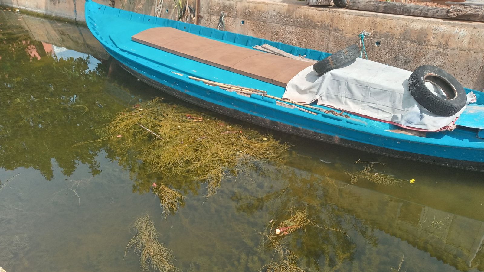 Vegetació subaquàtica de l'Albufera