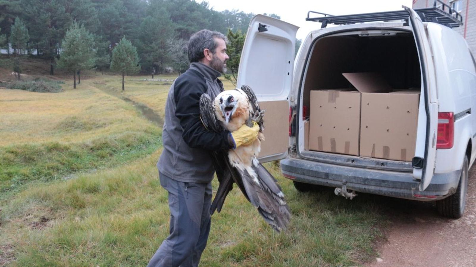 Un exemplar de trencalòs en el parc natural de la Tinença de Benifassà