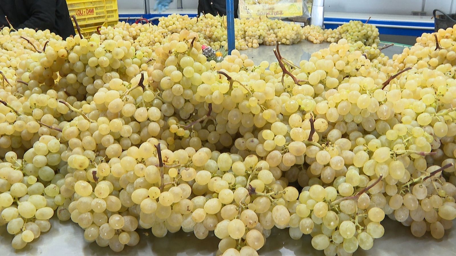 El raïm amb denominació d'origen