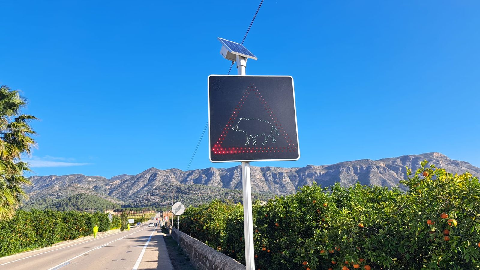 Avisos de porcs senglars