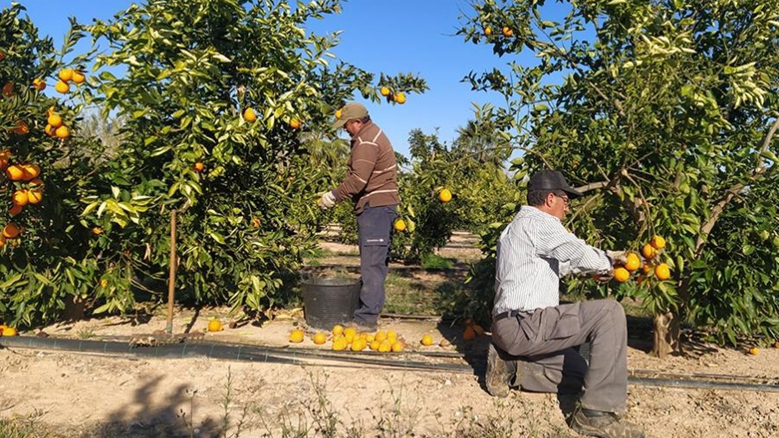 Collidors de taronja en un camp valencià