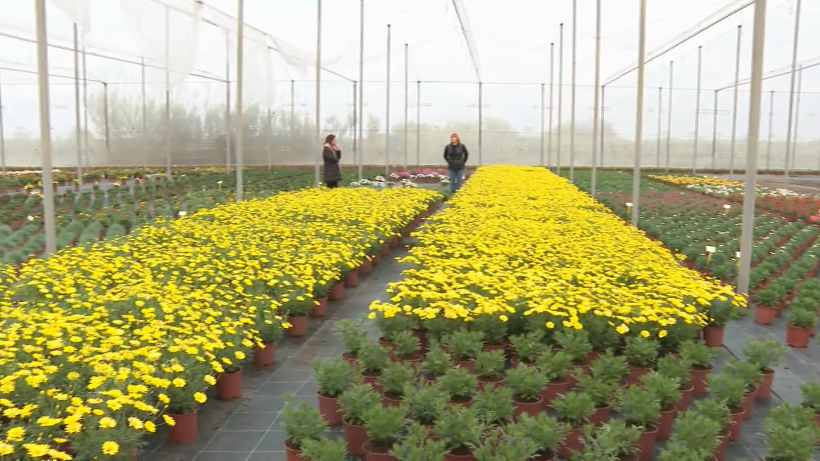 Imatge d'un viver de flor i planta ornamental