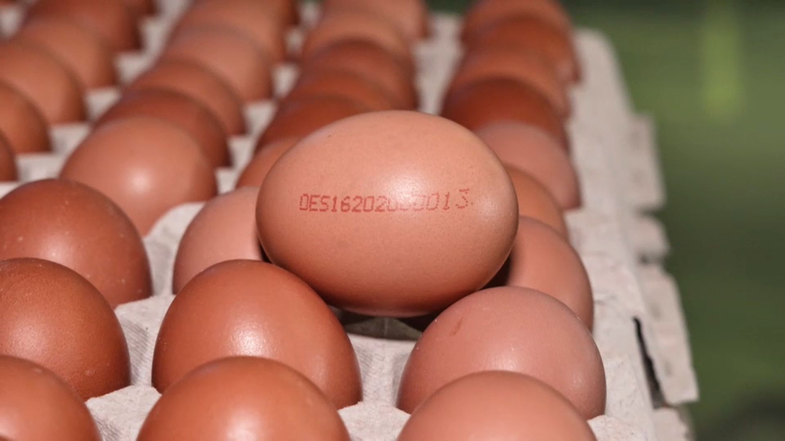 Els ous també tenen el seu 'DNI'