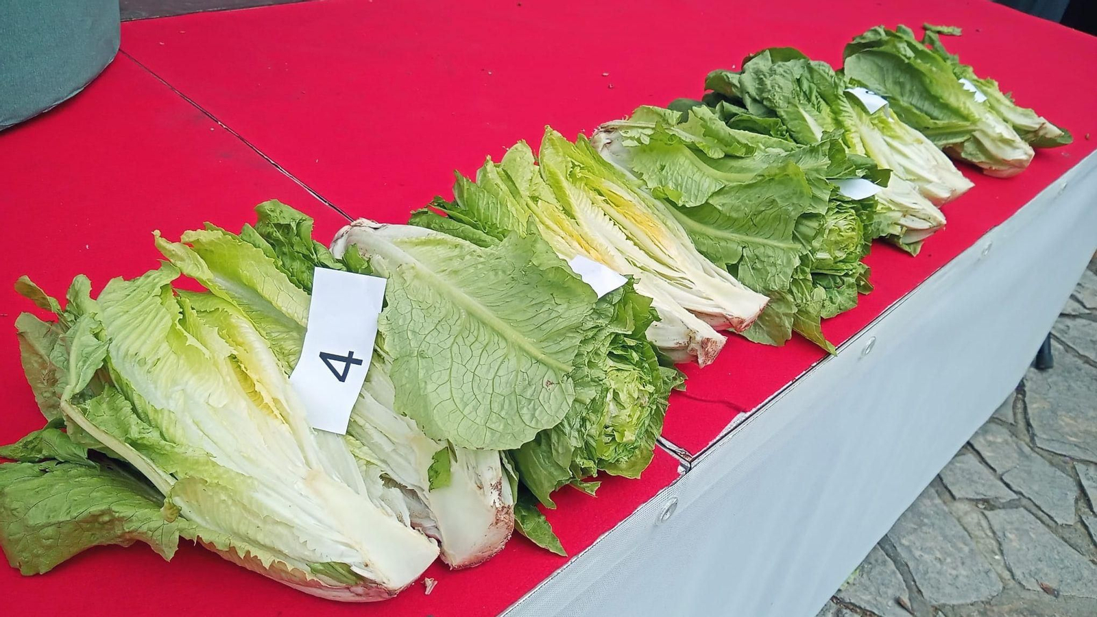 Alguns dels encisams que han participat en el concurs que organitza Alberic