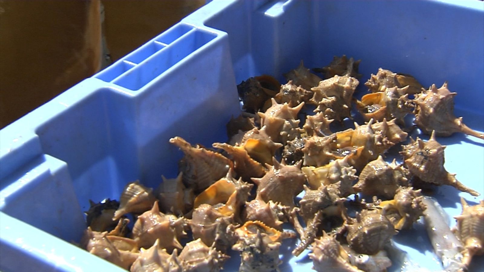 Cau en picat la pesca del producte mariner amb més tradició de Peníscola, el caragol punxent