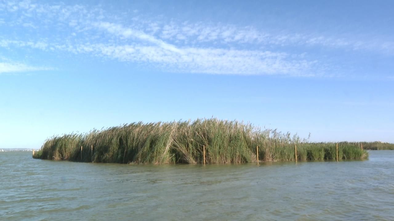 L'illot ja estacat a l'Albufera