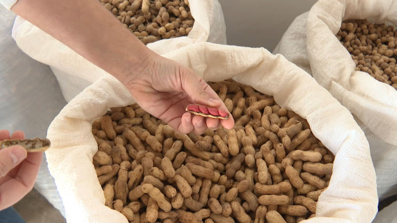 Varietat cacaua de Ca Climent