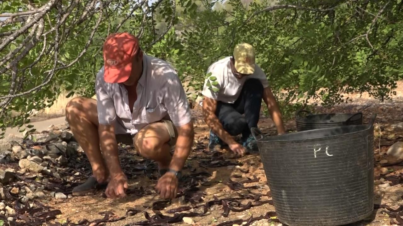 Comença la campanya de collita de la garrofa