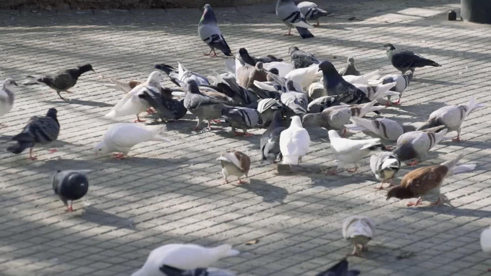 Zoom | Plagues sense control