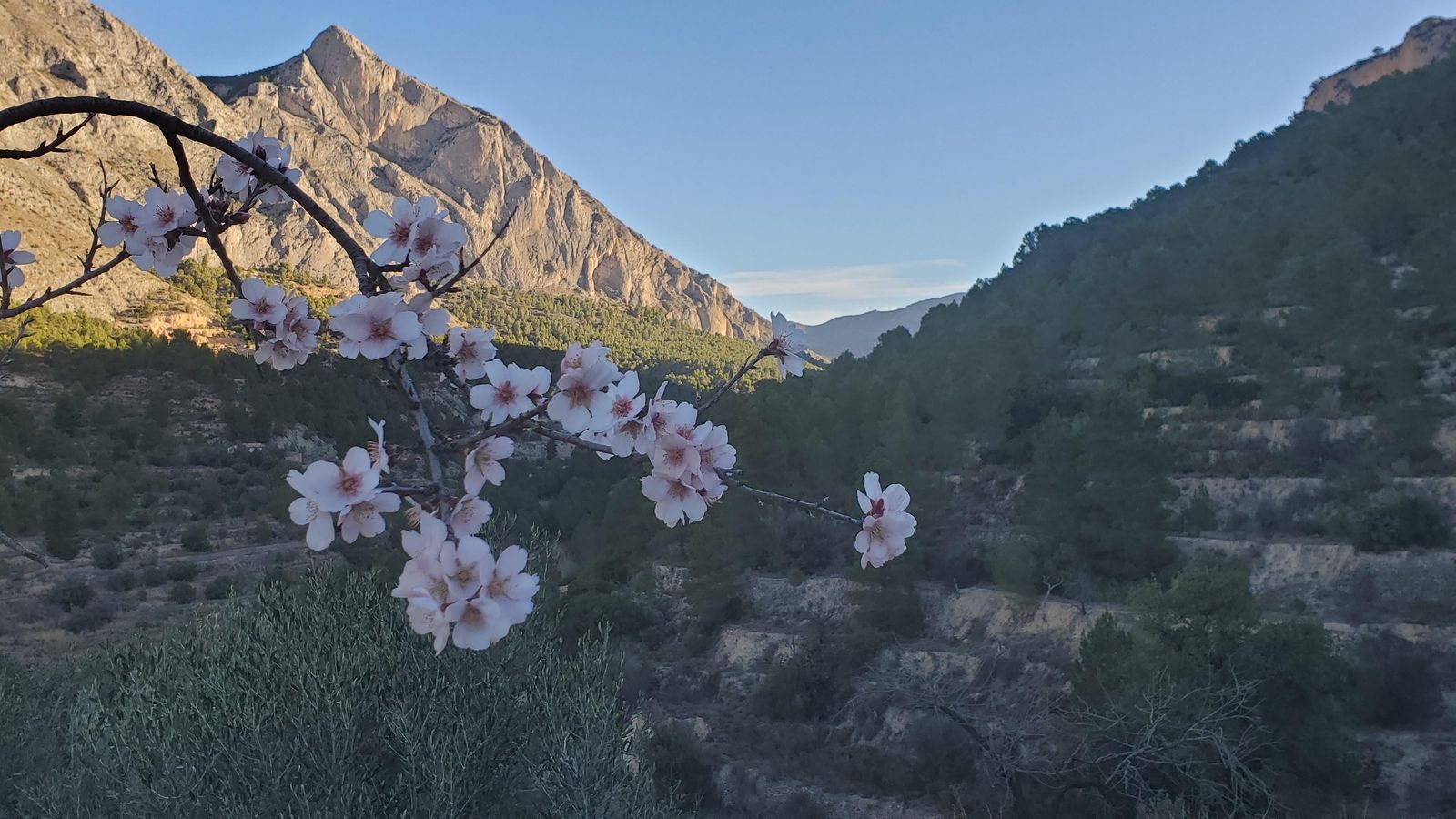 pau canet sella