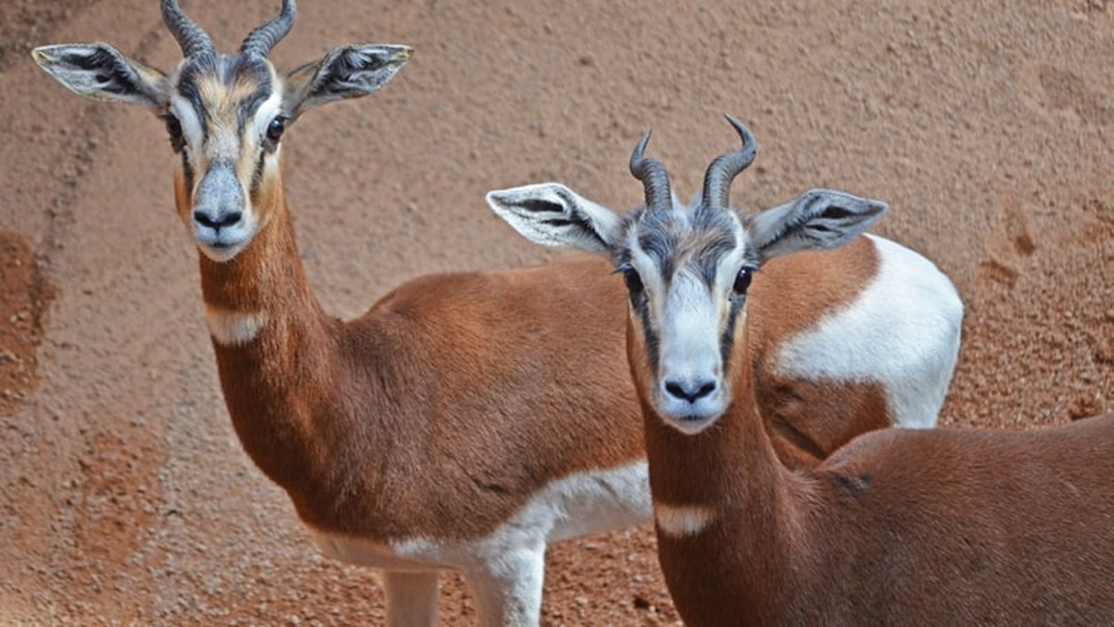 13.11.2023 | El Bioparc manté diversos projectes per a garantir la supervivència d'espècies animals davant de la sisena extinció
