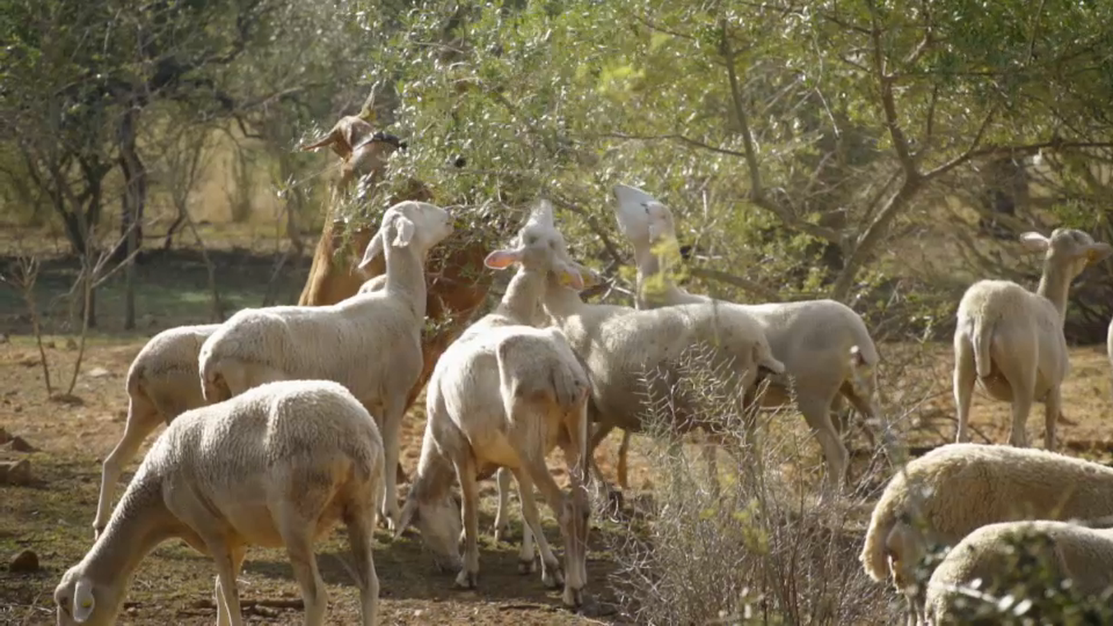 El ramat a Canales actualment