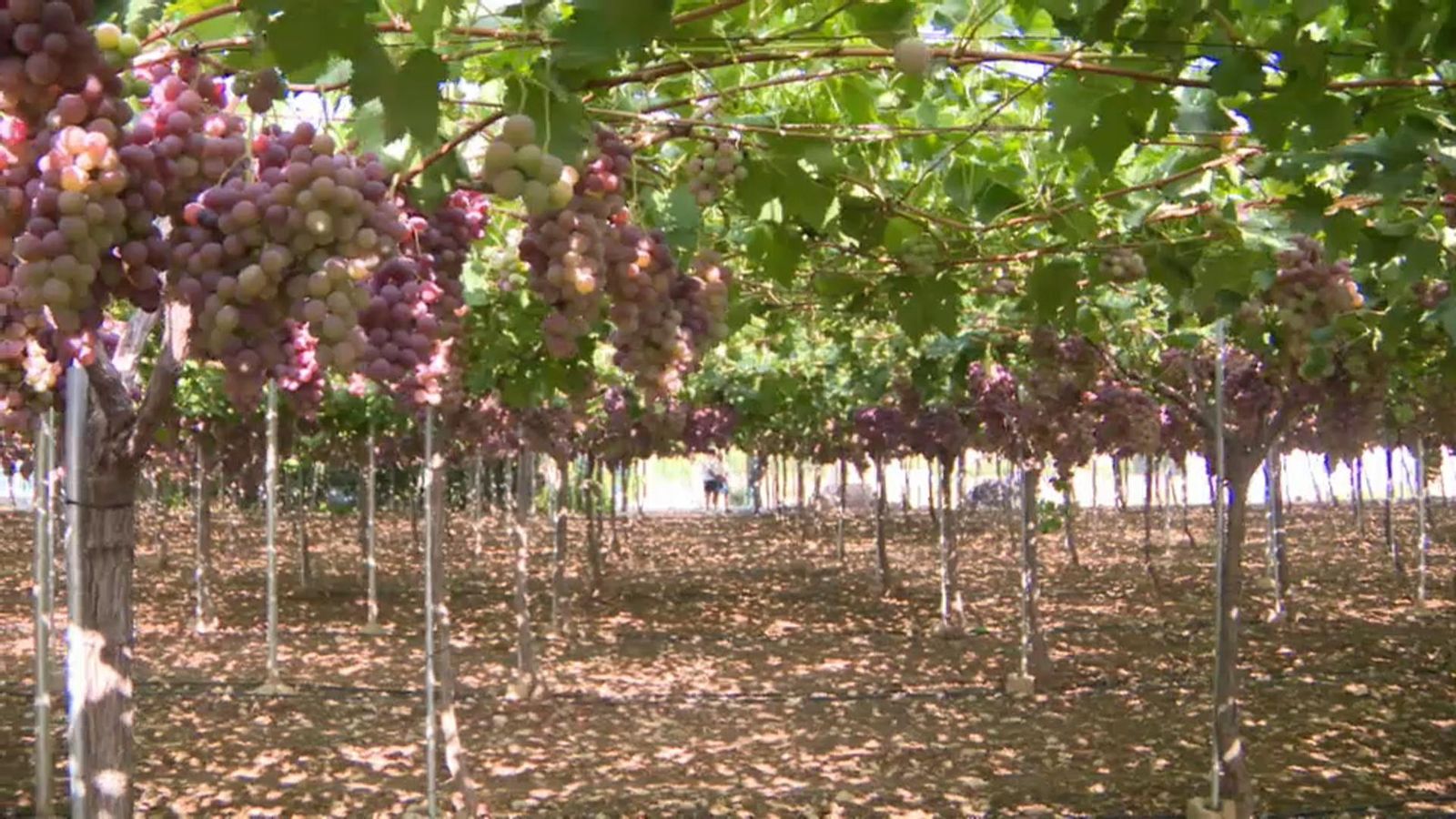 A més d’Alacant, es beneficien d’aquesta mesura Múrcia, Aragó, Andalusia i Castella-la Manxa