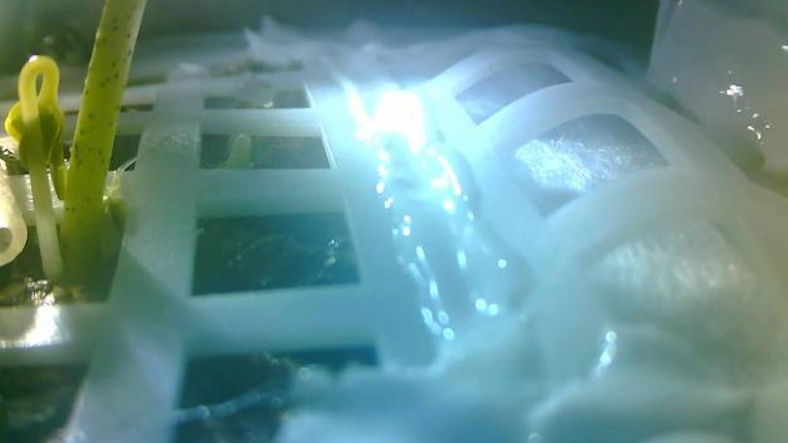 La Xina aconsegueix que brote una llavor de cotó per primera vegada a la Lluna