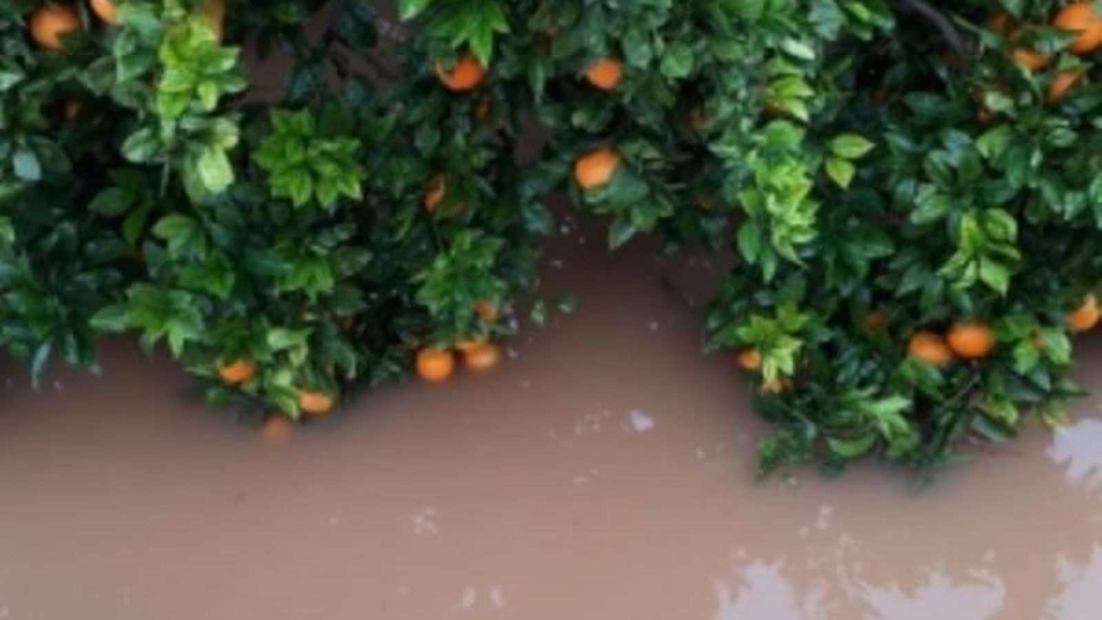 La cara i la creu de les pluges: embassaments plens enfront de possibles pèrdues en les collites