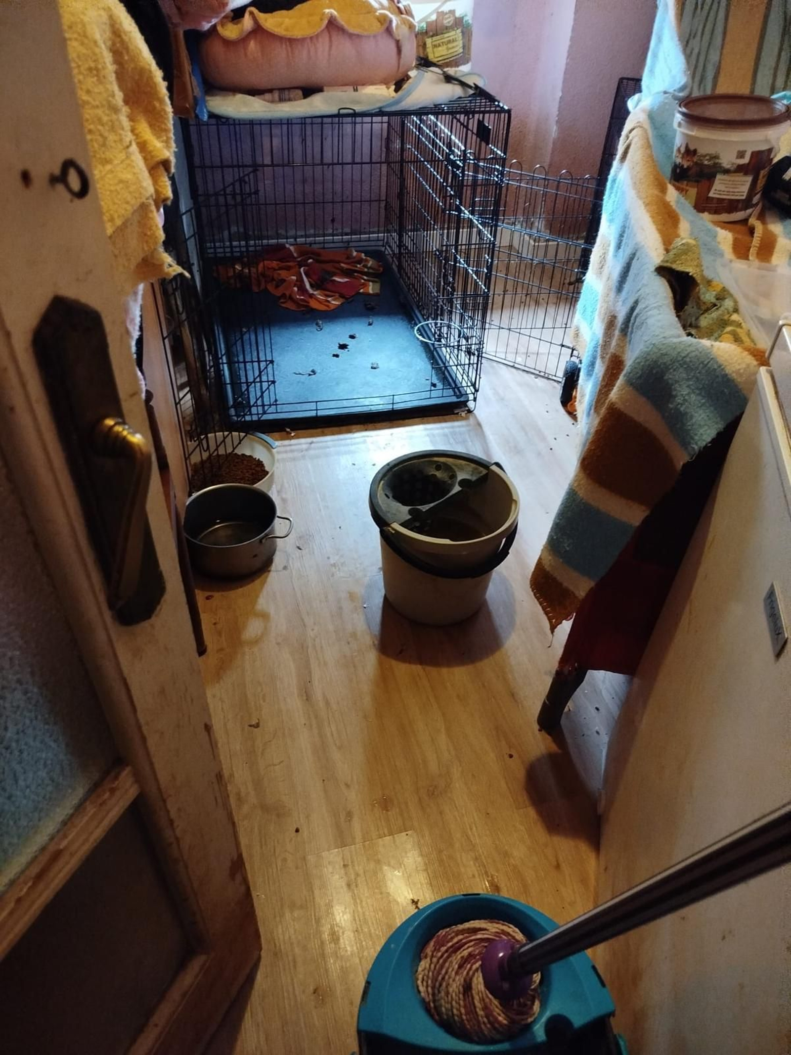 En l'habitatge hi havia orina, excrements, bosses de menjar per a gossos amuntegades i una forta olor de lleixiu