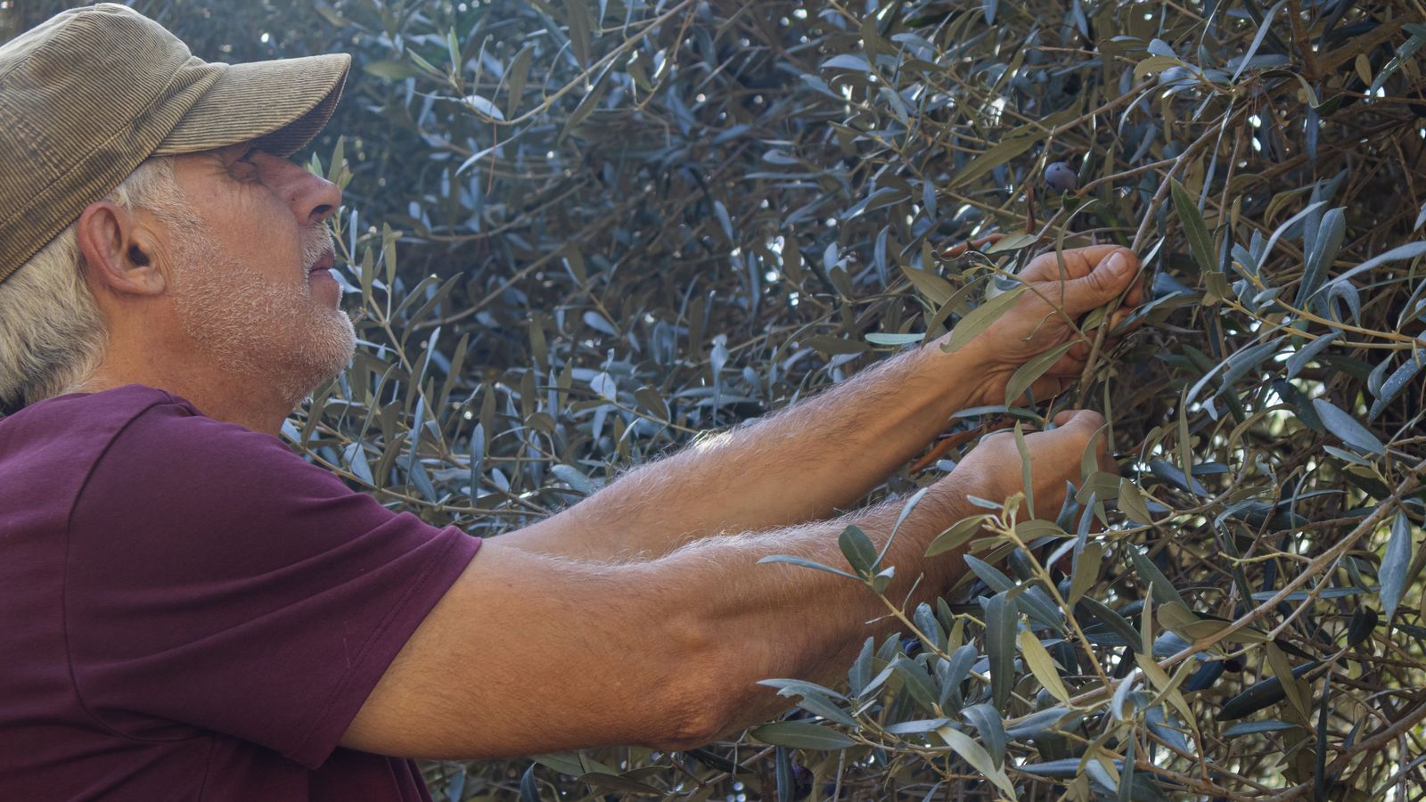 Un home treballa en la collita de l'oliva, en una imatge d'arxiu
