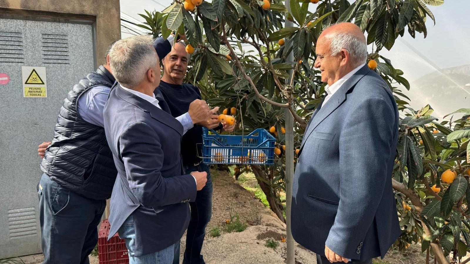 Miguel Barrachina en l'acte del primer tall del nispro a Callosa d'en Sarrià