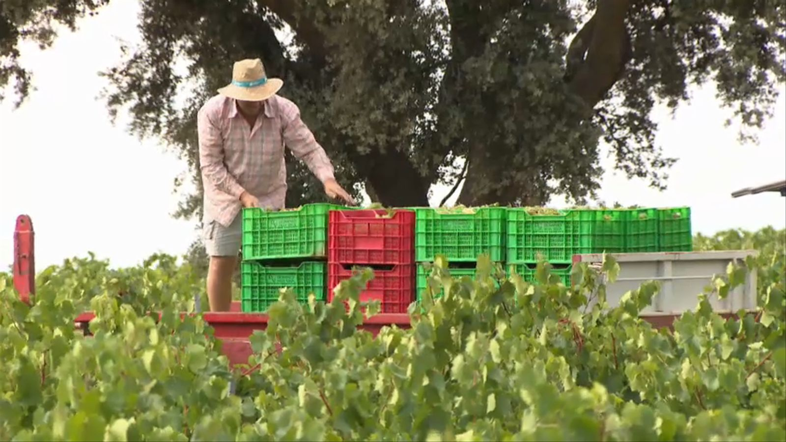 La verema a la Plana d'Utiel-Requena