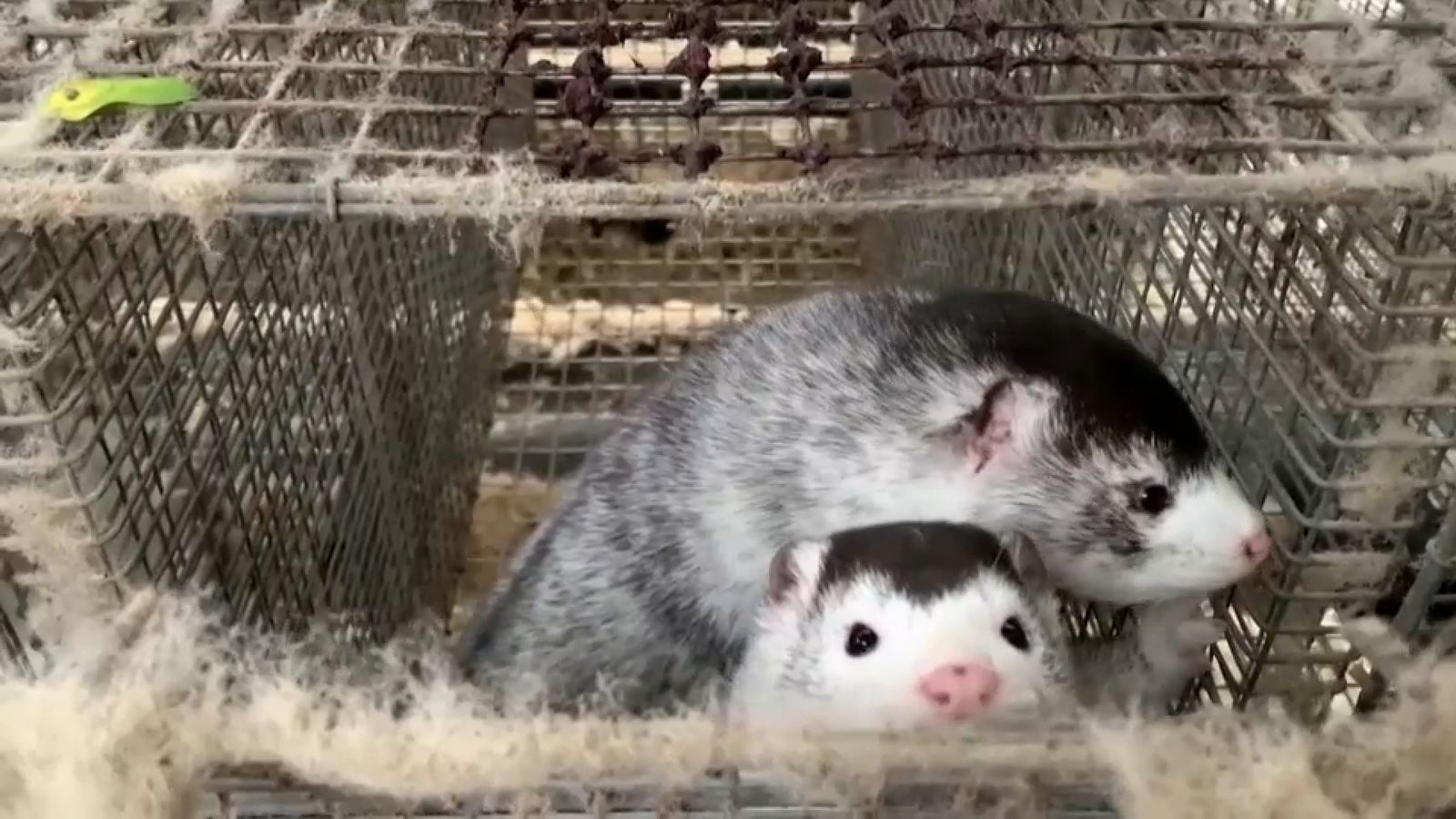 Exemplars de visó americà en la granja de Viver afectada pel brot