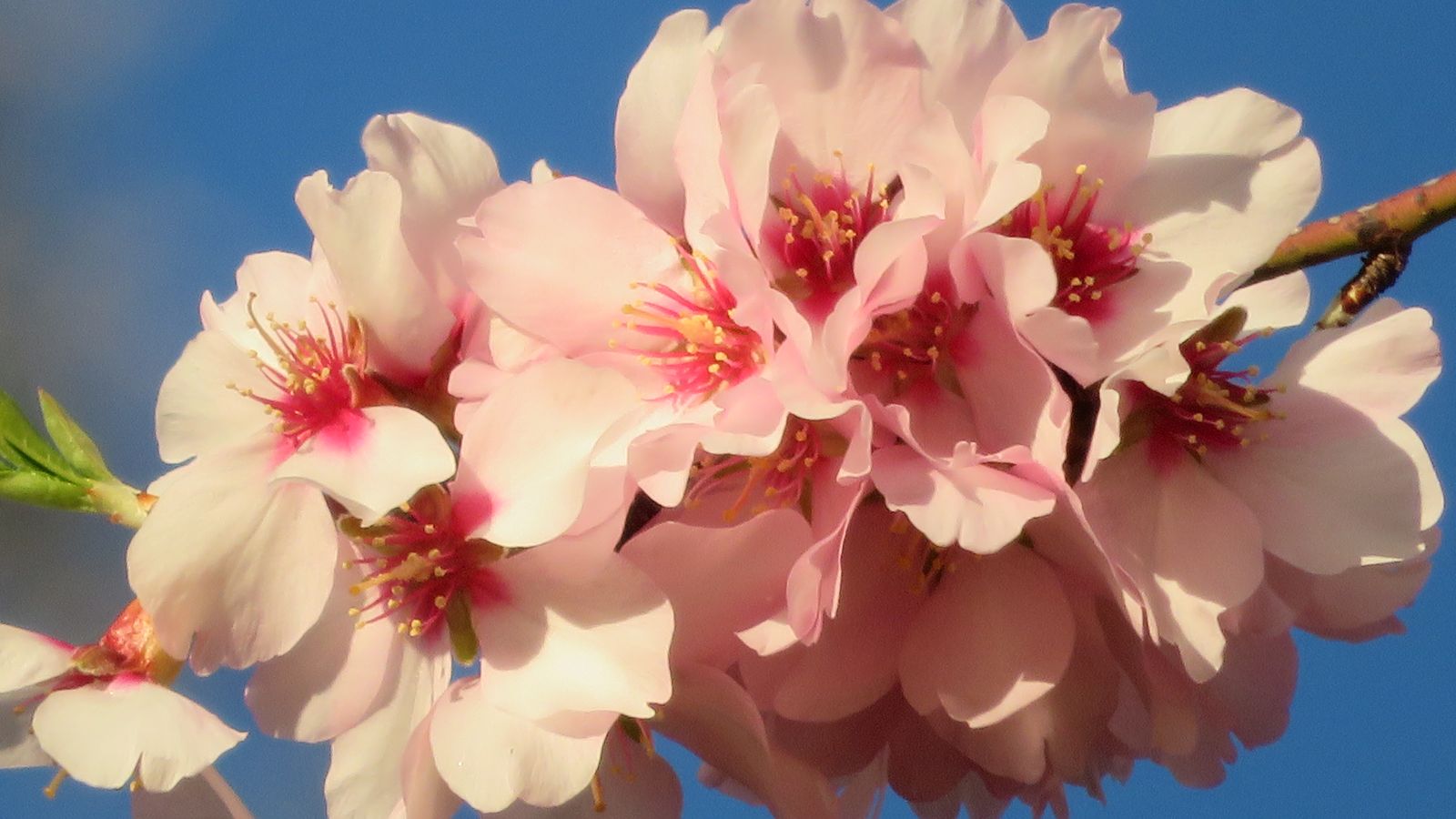 BANYERES DE MARIOLA, L'ALCOIÀ