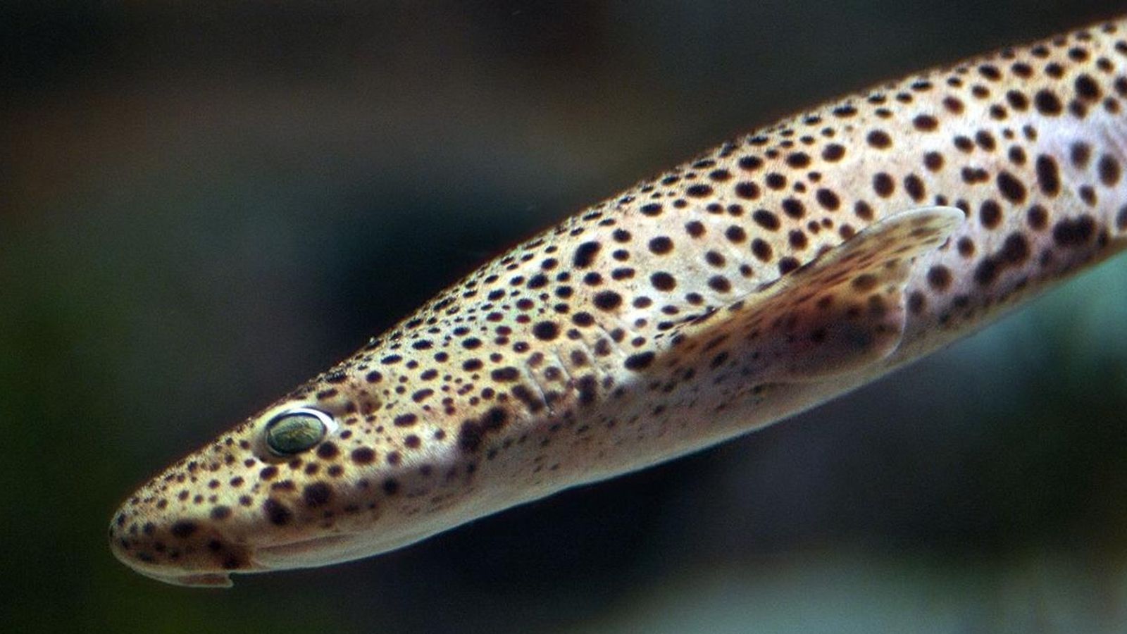 22.02.2020 | Taurons, de metàfora de la por a herois de l\'evolució