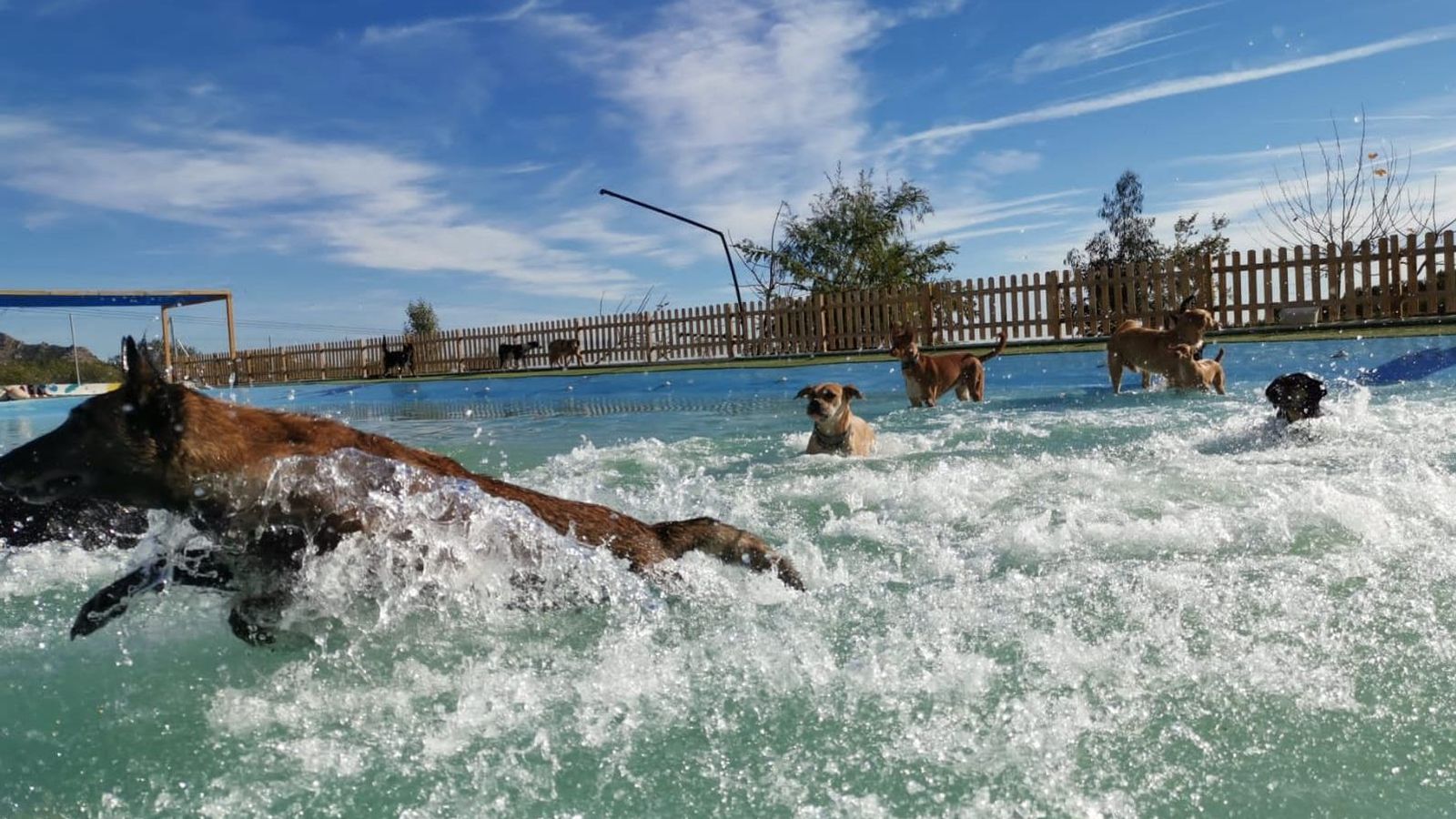 Gossos nadant a la piscina del centre Gos Aventura