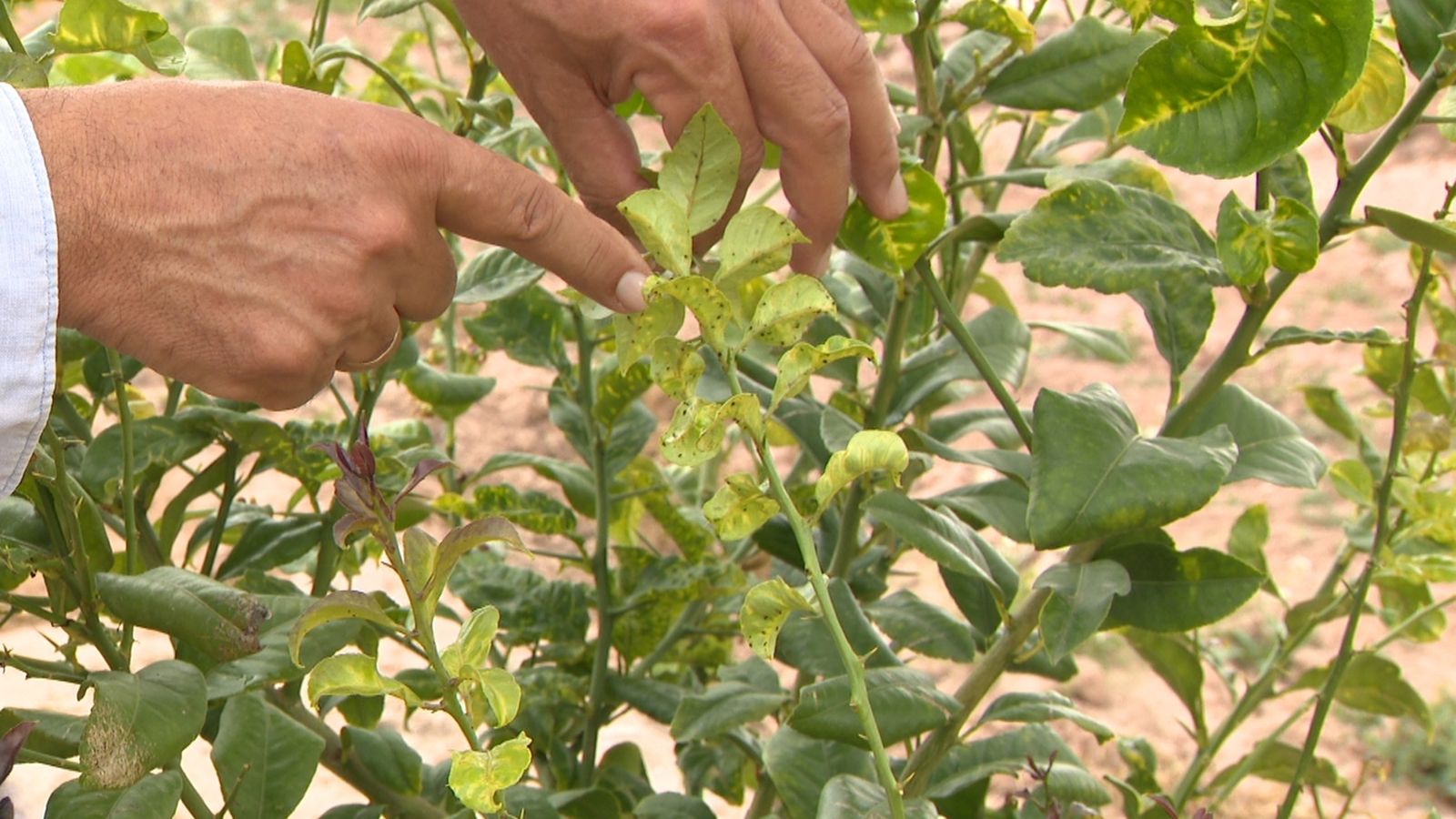 Plantacions de llimeres a Orihuela presenten la malaltia de la clorosi groga