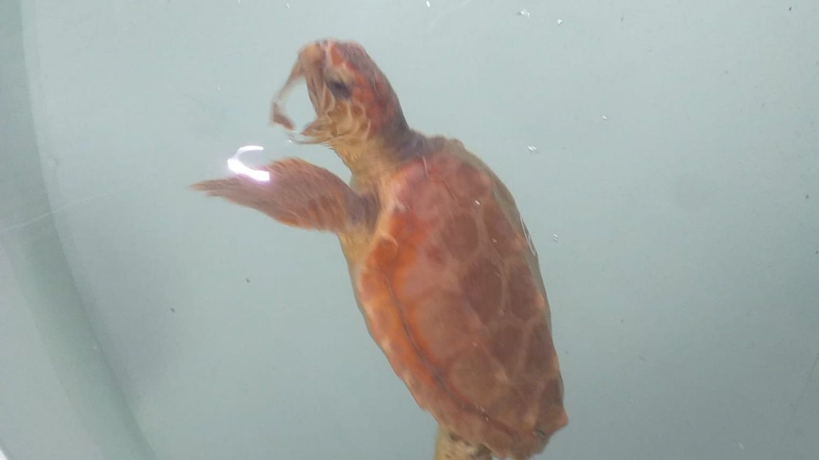 06.10.2022 | La tortuga boba