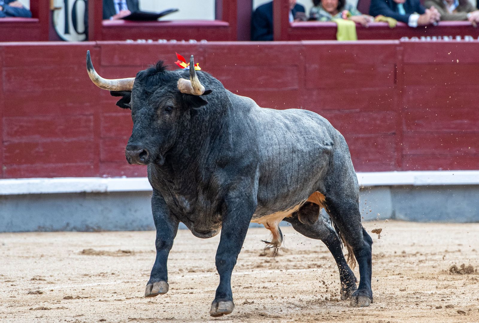 Els bous de La Quinta, al·licient de la correguda de dissabte