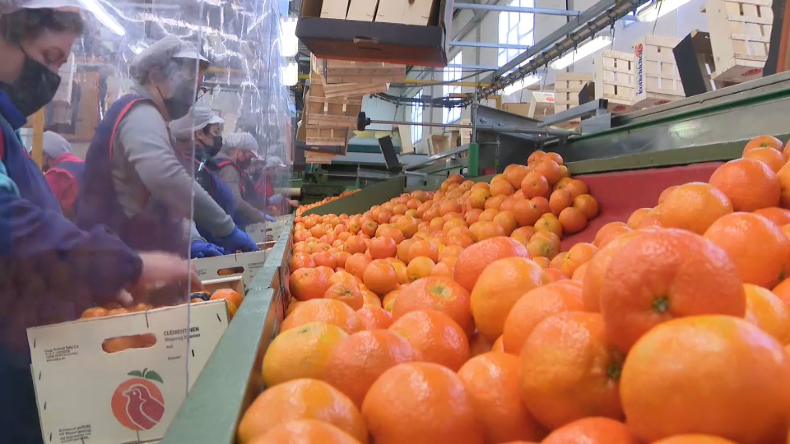 El sector citrícola treballa conjuntament per a evitar-hi l'entrada de plagues