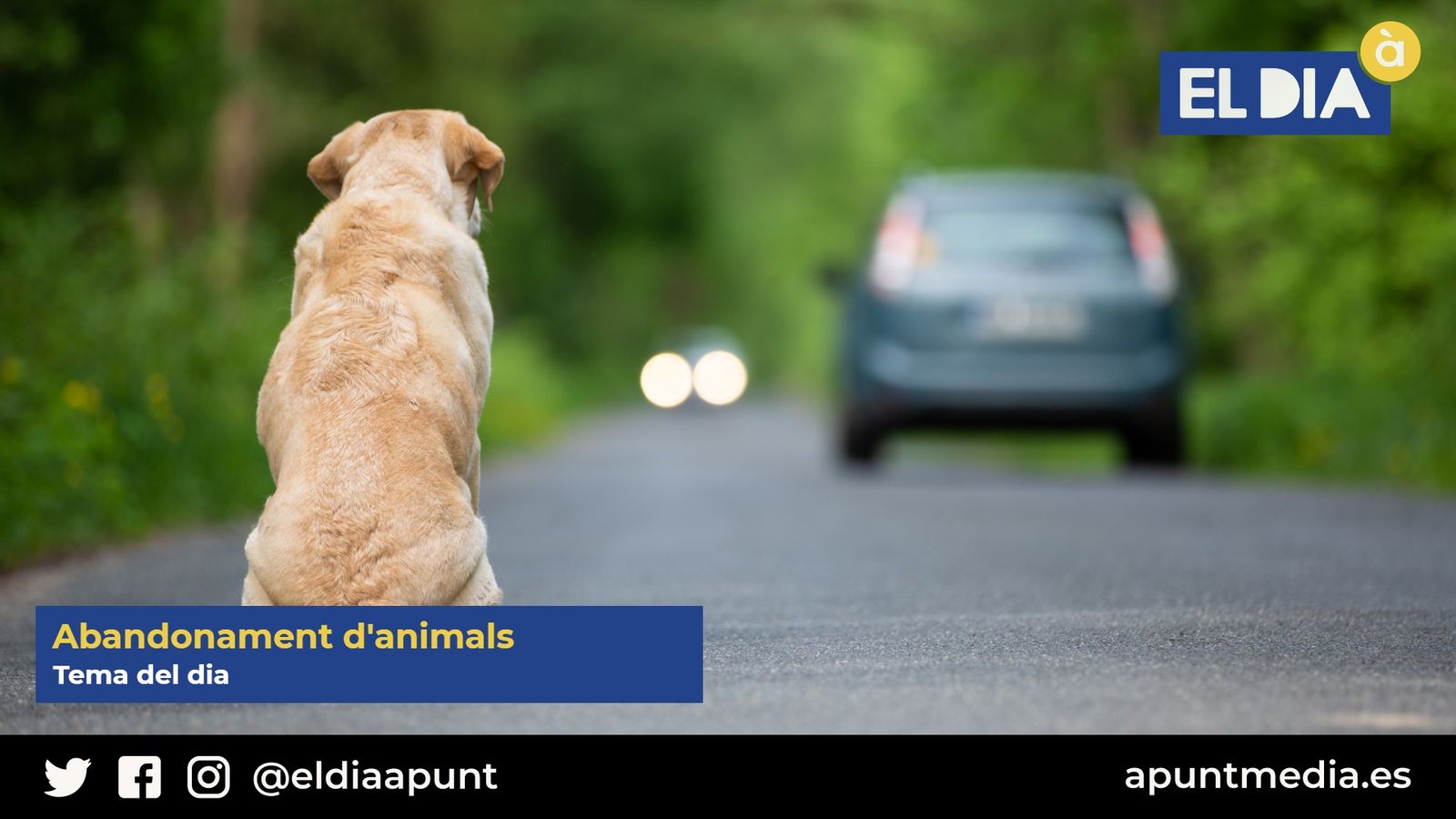 21.12.2020 | Tema del dia - L'abandonament d'animals