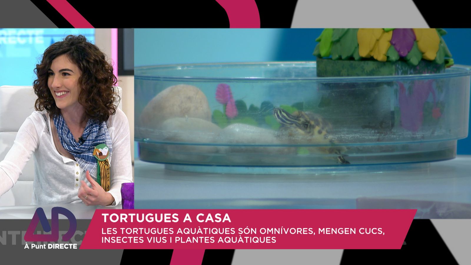 Tortugues a casa