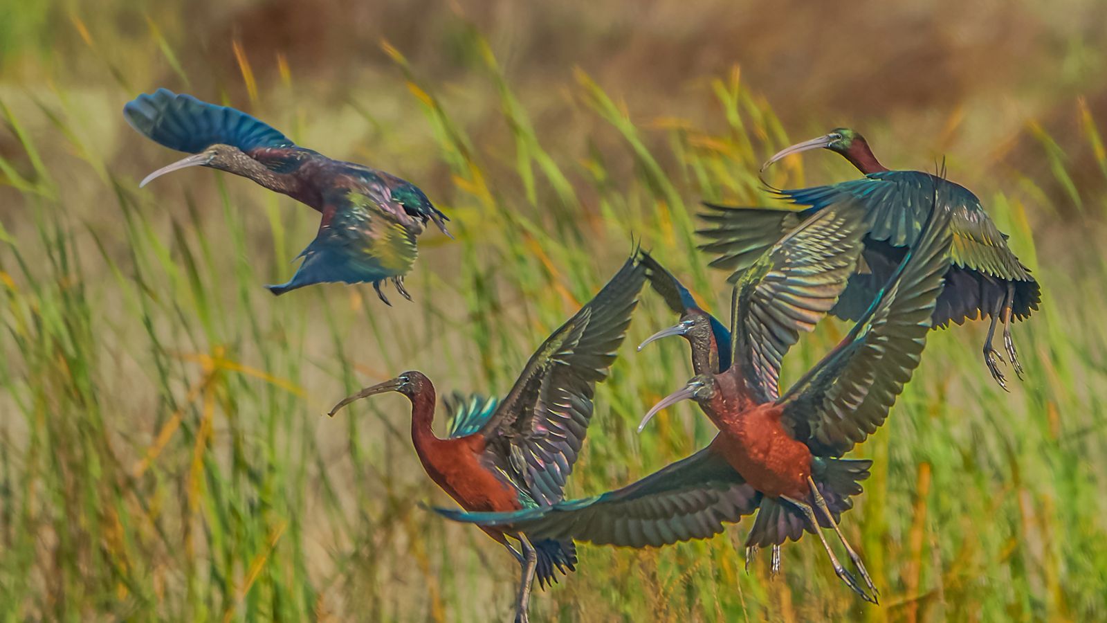 LA MARJAL DE MASSAMAGRELL