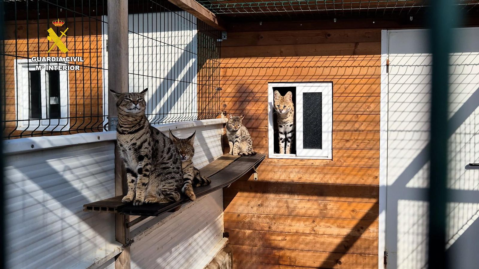 La Guàrdia Civil ha recuperat un caracal, dos gats servals i setze felins