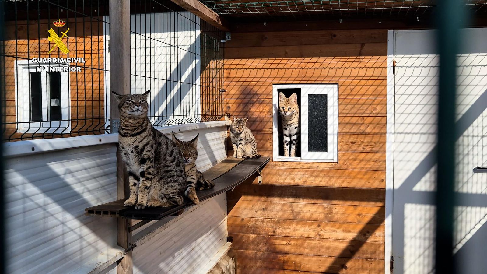 La Guàrdia Civil ha recuperat un caracal, dos gats cervals i setze felins La Guàrdia Civil ha recuperat un caracal, dos gats servals i setze felins