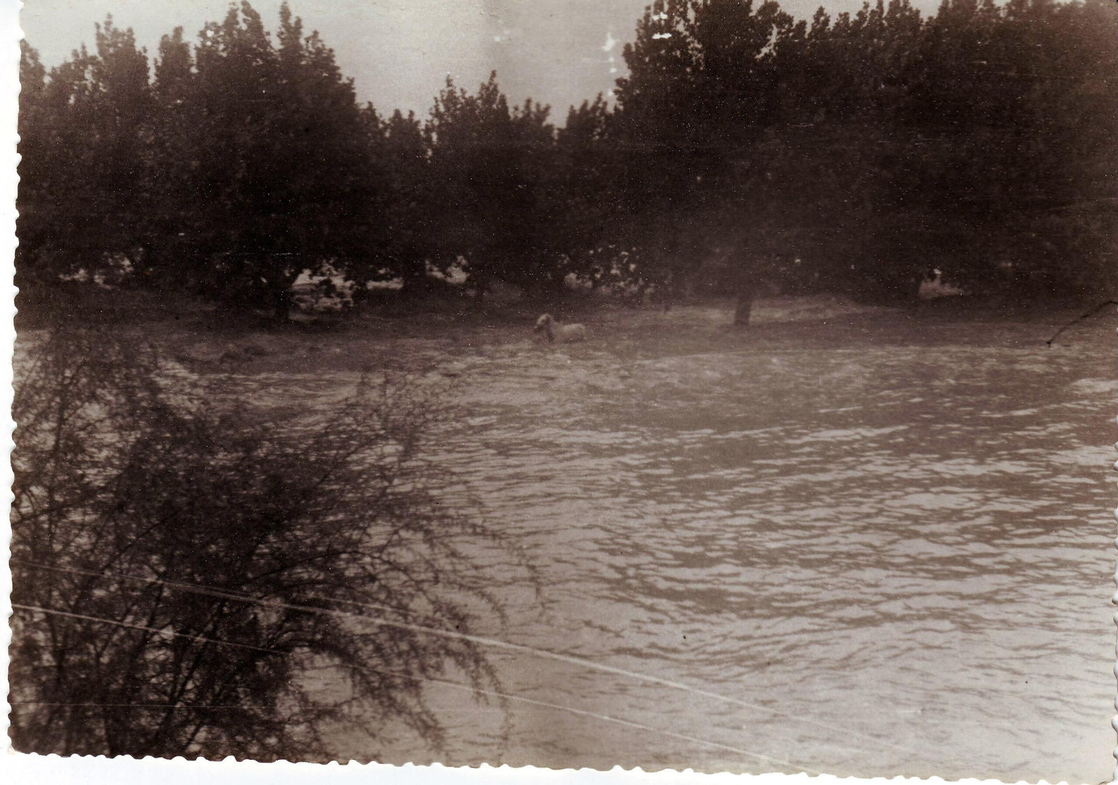 Un cavall nada en una de les zones agràries inundades el 28 de setembre del 1949